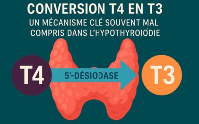 Conversion T4 en T3